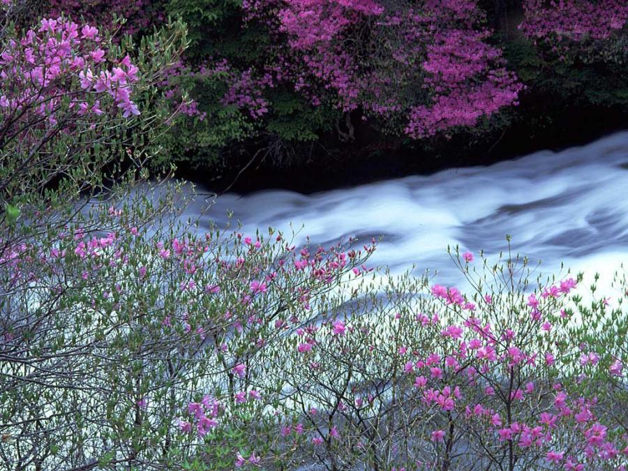 A spring brook